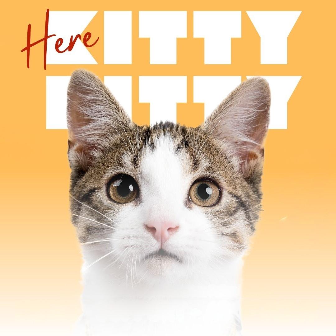 Here Kitty Kitty - A Fundraiser for the FieldHaven Feline Center poster image
